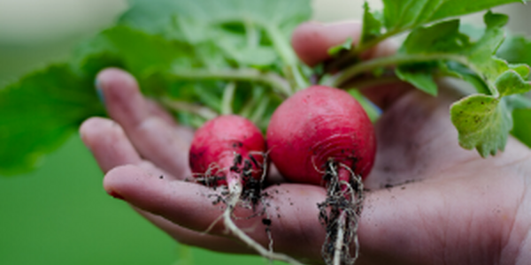 Advanced Master Gardener Training- Local Foods